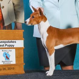 Basenjis from Flutesong Basenjis