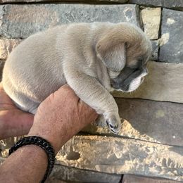 French Bulldog Puppies from Frenchiesbysouthernbell