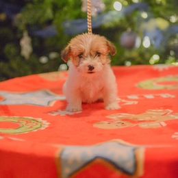 Russell Terrier Puppies from Oak Creek Jacks
