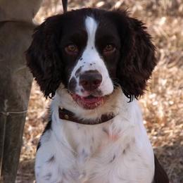 English Springer Spaniels from Sandhill Kennel