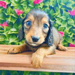 Zander 3200 - Red male Dachshund puppy in Sylvania, Alabama from Yancey’s Doxies