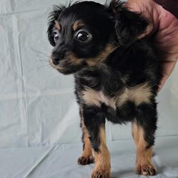 Puppy1 - Black and tan male Russian Toy puppy in San Diego, California from Chenier Russian toys