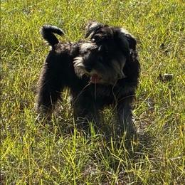Zeke - Miniature Schnauzer