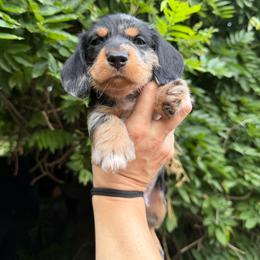 AKC Mushu - Dapple male Dachshund puppy in Erie, Michigan from Champagne’s Grinch Toe’d Dachshunds