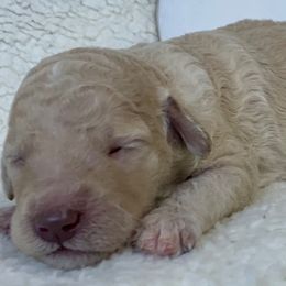 Girl 1 - Goldendoodle puppy in Almo, Kentucky from Elm Grove Doodles