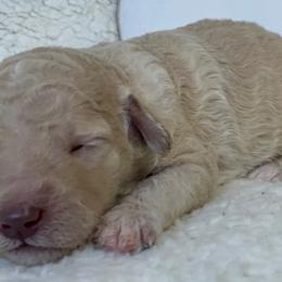 Girl 1 - Goldendoodle puppy in Almo, Kentucky from Elm Grove Doodles