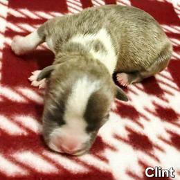 Clint - Blue brindle male American Staffordshire Terrier puppy in Clintwood, Virginia from SkyBlue Kennel