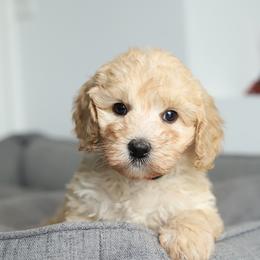Red - Cream male Australian Labradoodle puppy in Williamstown, New York from Lewis Manor Labradoodles