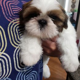 Shih Tzu Puppies from Delight Shihtzu