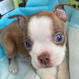 Boston Terriers, Companion Crosses, and French Bulldogs from Donna’s Bostons and Bulldogs
