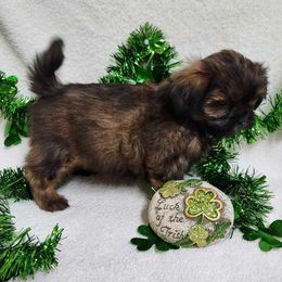 Havanese and Shih Tzu Puppies from Locust Creek Shih Tzu & Havanese