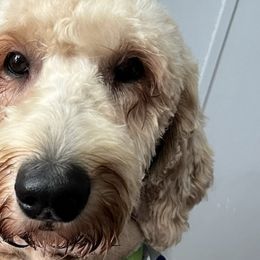 Goldendoodles from River Road Goldendoodles