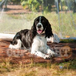 English Springer Spaniels from VinEwood Springers