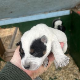 Boy 4 - Blue speckled male Australian Cattle Dog puppy in Mooresboro, North Carolina from Grog Creek Kennel