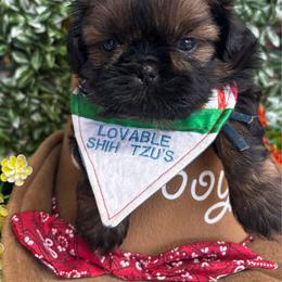 Jacob - Black and tan male Shih Tzu puppy in Claremont, California from Lovable Shih Tzus