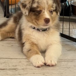 Latte - Red merle female Australian Shepherd puppy in North Fort Myers, Florida from Aussie Trail Farms