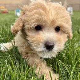 Mirth-PooTon - Apricot female Assorted Doodle Crosses puppy in Howard City, Michigan from Petite Joie Puppies