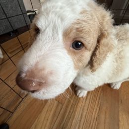 Aussiedoodle Puppies from Vali Girl Aussiedoodles
