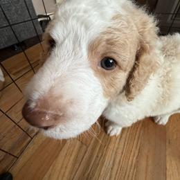 Aussiedoodle Puppies from Vali Girl Aussiedoodles