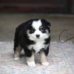 Willow - Black tri female Miniature Australian Shepherd puppy in Prague, Oklahoma from Clay Creek Aussies