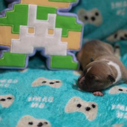Donkey Kong - Blue fawn male American Staffordshire Terrier puppy in Hohenwald, Tennessee from AptiBull Terriers