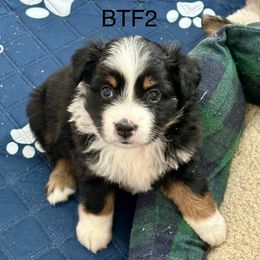 BTF2 - Black tri female Miniature Australian Shepherd puppy in Tallapoosa, Georgia from Williams Shepherds