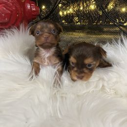 Goldendoodle and Yorkshire Terrier Puppies from Pups of the Lowcountry