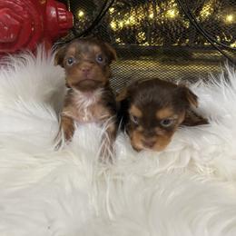 Goldendoodle and Yorkshire Terrier Puppies from Pups of the Lowcountry