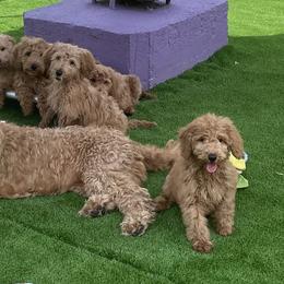 Goldendoodles from Gucci's Goldendoodles