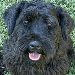 Forest - Miniature Schnauzer