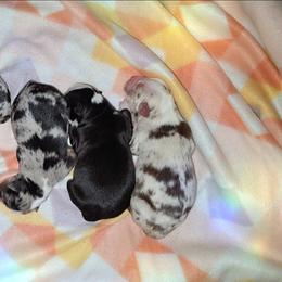 Australian Shepherd puppies from Hidden Leaf Aussies