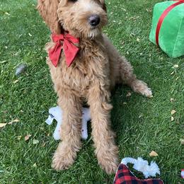 Goldendoodle Puppies from Dhalia’s Doodles
