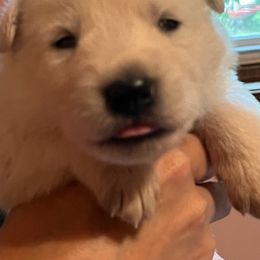 Red collar boy - White male Berger Blanc Suisse puppy in Millville, New Jersey from Hollybrook White Shepherds
