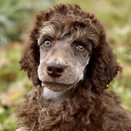 Cane Corso, Labrador Retrievers, and Poodles from Cmjkennels