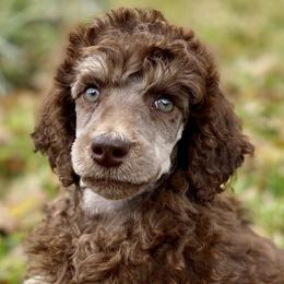 Cane Corso, Labrador Retrievers, and Poodles from Cmjkennels