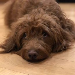 Bailey - Goldendoodle