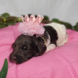 Goldendoodles from American Goldendoodles LLC