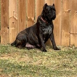 Bliss - Cane Corso