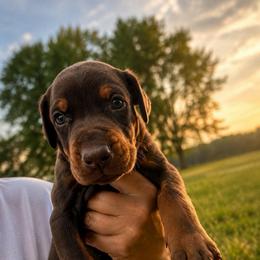 No collar  Girl - Red and rust female Doberman Pinscher puppy in Peru, Indiana from De luxe dobermans