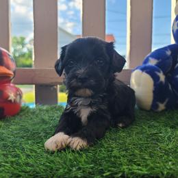 Ppm2 - Black and white male Chinese Crested puppy in New Castle, Pennsylvania from Long Haul Cresteds & Long Rotts