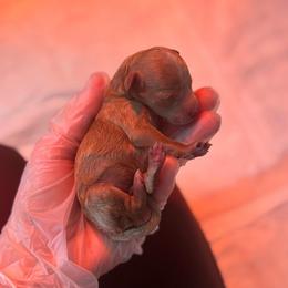Oliver - Apricot male Poodle puppy in Charlotte, North Carolina from Cinnamon Toffee