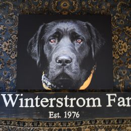 Cookie - Labrador Retriever