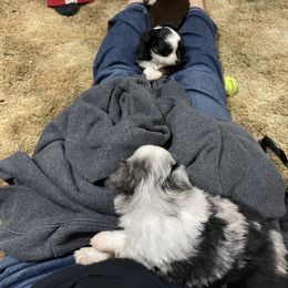 Australian Shepherd and Toy Australian Shepherd Puppies from Little Creek Ranch