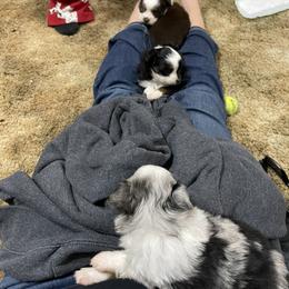 Australian Shepherd and Toy Australian Shepherd Puppies from Little Creek Ranch