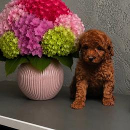 Brie - Red  female Poodle puppy in Hollywood, Florida from Royal Goldendoodle