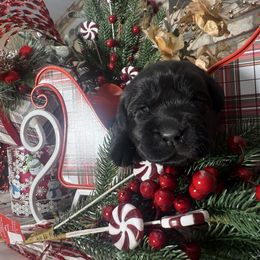Candy Cane - Black female Labrador Retriever puppy in Dixon, California from Rosslyn Labradors (Rose-Line)