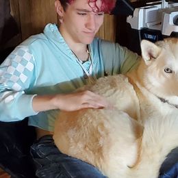 Maya - Siberian Husky