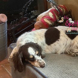 Dachshund puppies from The Spotted Doxie