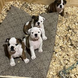 Bulldog Puppies from Kandyland Bulldogs