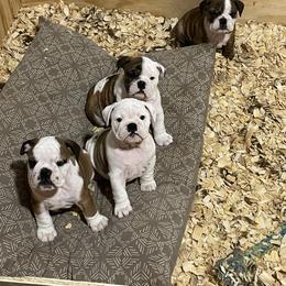 Bulldog Puppies from Kandyland Bulldogs